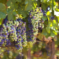 Exploring the Grape Varieties of Temecula Wine Country