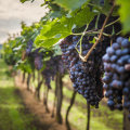 Unforgettable Temecula Wine Tasting Packages