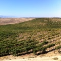 Half-Price Tastings from 3-5pm: The Perfect Way to Explore Temecula's Wineries