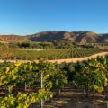 Exploring the Award-Winning Wines of Temecula: A Guide to Wine Tours and Tastings