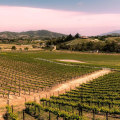 Discover the Best Wine Tours in Temecula and Save with Group Deals