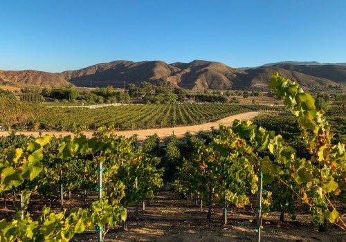 Exploring the Award-Winning Wines of Temecula: A Guide to Wine Tours and Tastings